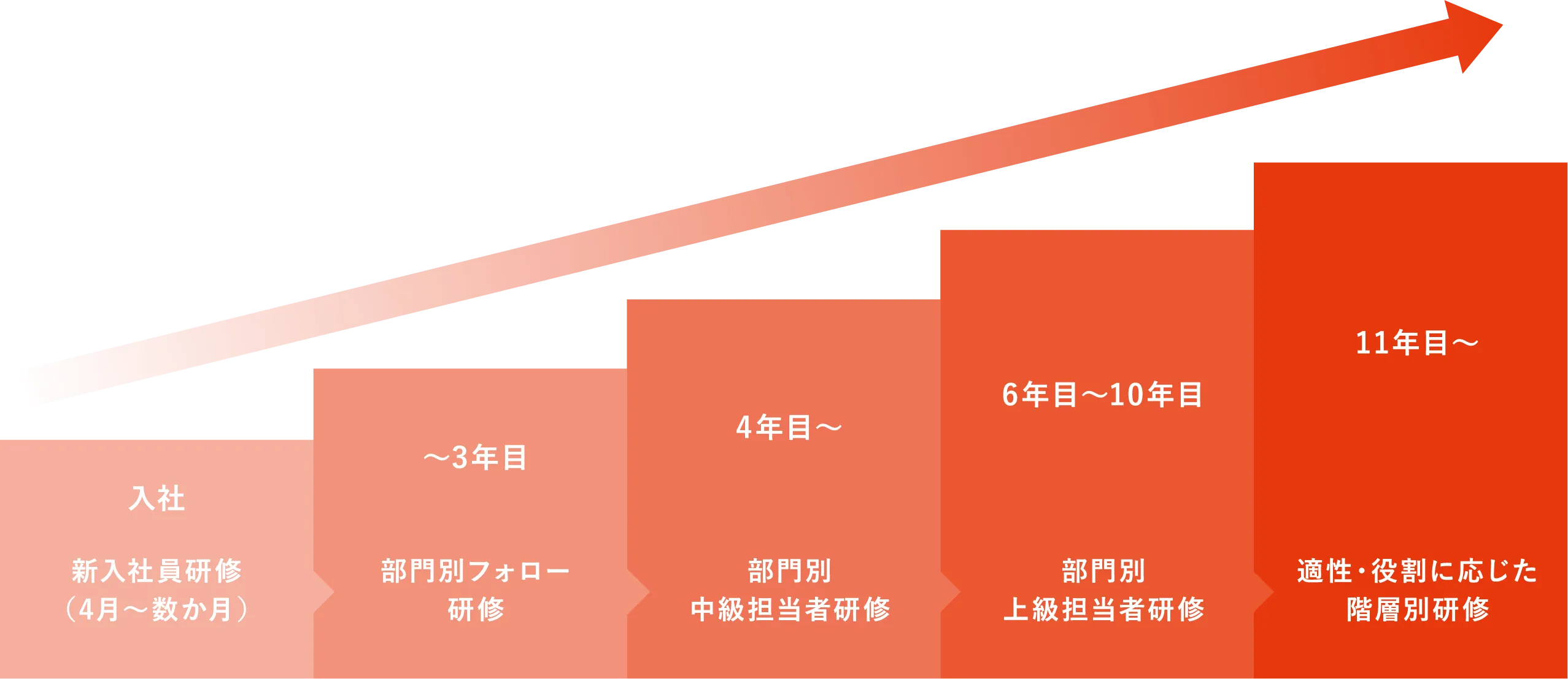 研修制度のステップ図