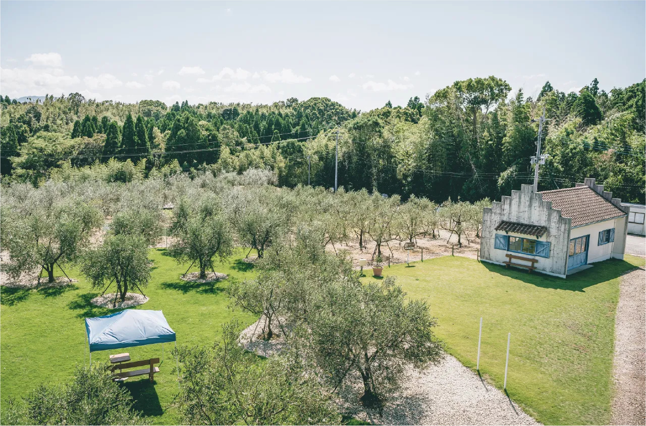 オリーブ事業　「天草オリーブ園の運営」